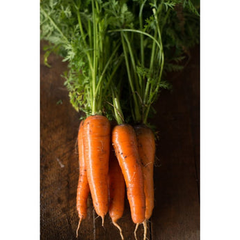 Kuroda Carrot (110 Days) - Vegetables