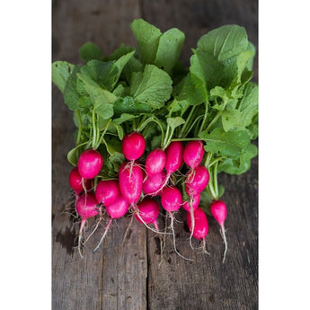 Lady Slipper Radish (30 Days) - Vegetables