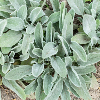 Wooly Lamb’s Ears - Flowers