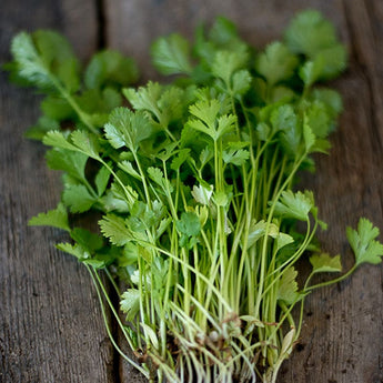 Large leaf Cilantro - Herbs