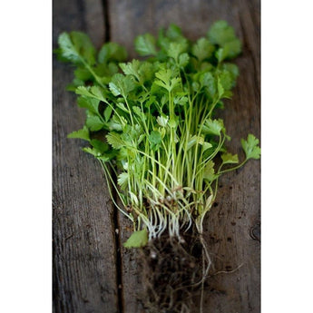 Large Leaf Cilantro - Herbs