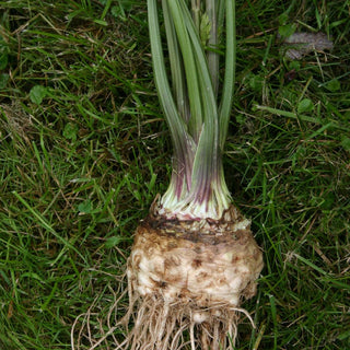 LARGE PRAGUE CELERIAC (112 Days HEIRLOOM) - Vegetables