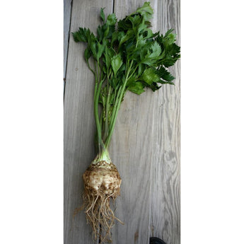 Large Prague Celeriac (112 Days) (Heirloom) - Vegetables