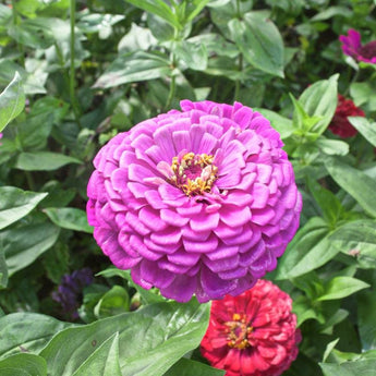 Lavender Queen Zinnia - Flowers