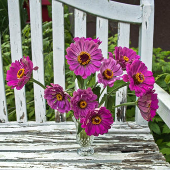 Lavender Queen Zinnia - Flowers