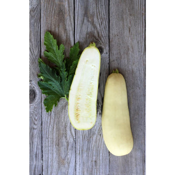 Lebanese White Bush Summer Squash (Heirloom 50 Days) - Vegetables