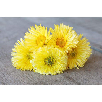 Calendula - Lemon Cream - Flowers