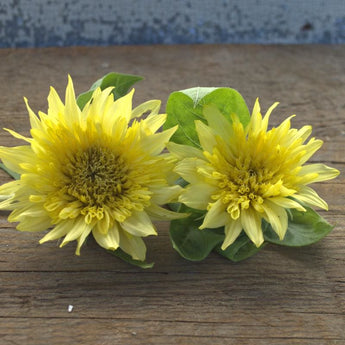 Lemon Eclair Sunflower - Flowers