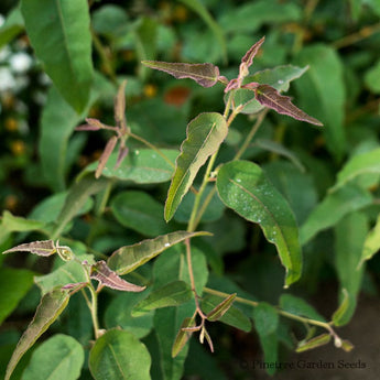 Lemon Eucalyptus - Herbs