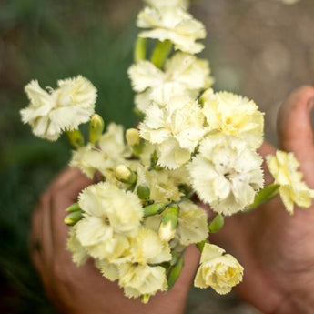 Lemon Fizz Dianthus - Flowers