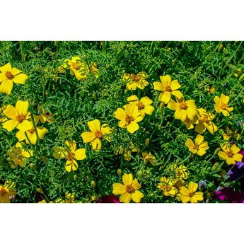 Lemon Gem Marigold - Flowers