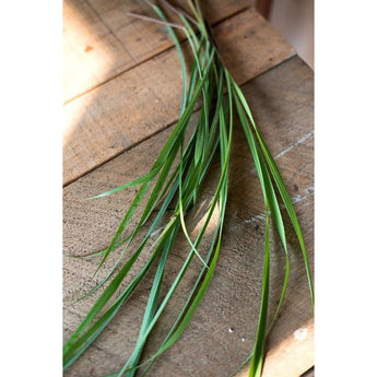 Lemon Grass - Herbs