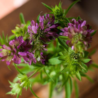 Lemon Mint Monarda - Flowers