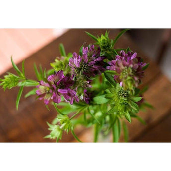 Monarda - Lemon Mint - Flowers