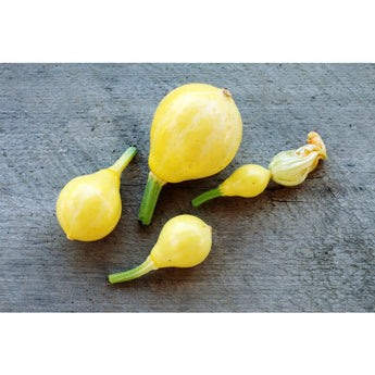 Lemon Summer Squash (55 Days) - Vegetables