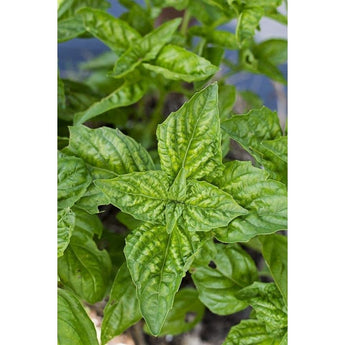 Lettuce Leaf Basil - Herbs