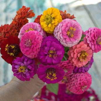 Lilliput Mix Zinnia - Flowers