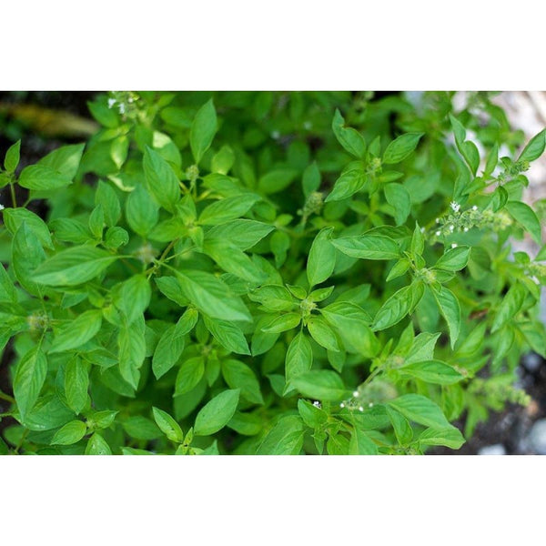 Lime Basil Pinetree Garden Seeds