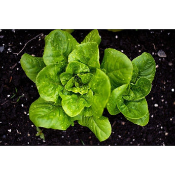 Little Gem Lettuce (50 Days) - Vegetables