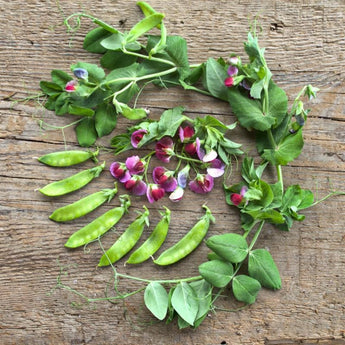 Little SnowPea Purple (50-54 Days)