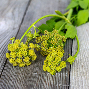 Lovage - Herbs