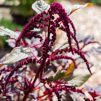 Love Lies Bleeding Amaranth - Flowers