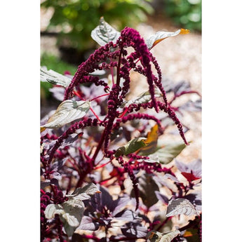 Love Lies Bleeding Amaranth - Flowers