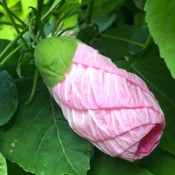 Luna Pink Swirl Hibiscus - Flowers