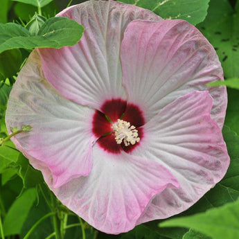 Luna Pink Swirl Hibiscus - Flowers