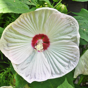 Luna White Hibiscus - Flowers