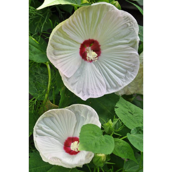 Luna White Hibiscus - Flowers