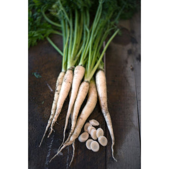 Lunar White Carrot (55 Days) - Vegetables