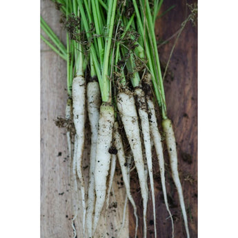 Lunar White Carrot (55 Days) - Vegetables