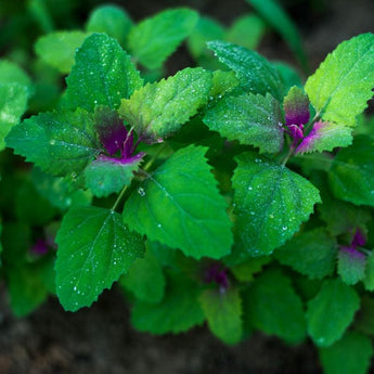 Magentaspreen-Lambsquarters Greens (Organic 30 Days) - Vegetables