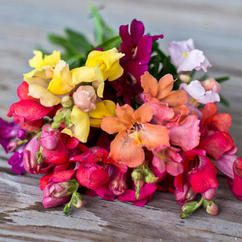 Magic Carpet Mix Snapdragon - Flowers