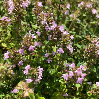 Magic Carpet Thyme - Herbs