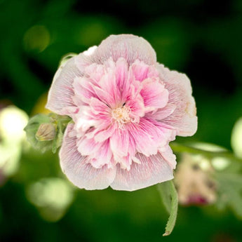 Majorette Mix Hollyhock - Flowers