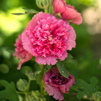 Majorette Mix Hollyhock - Flowers