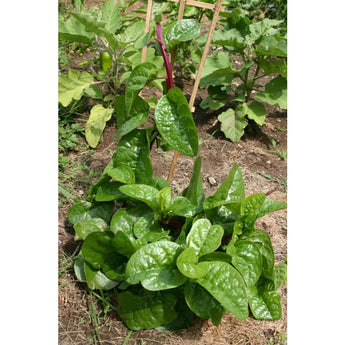 Malabar Spinach (110 Days) - Vegetables