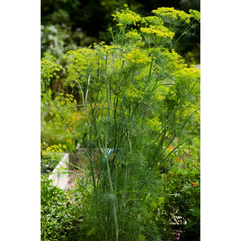 Mammoth Dill - Herbs