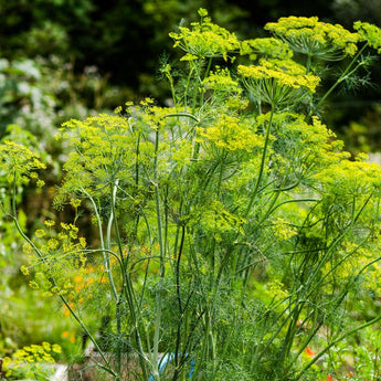 Mammoth Dill - Herbs