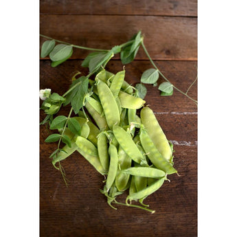 Mammoth Melting Sugar Snow Pea (Heirloom 65-75 Days) - Vegetables