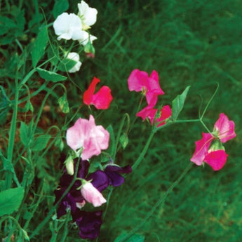 Mammoth Mix Sweet Pea - Flowers