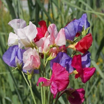 Mammoth Mix Sweet Pea - Flowers