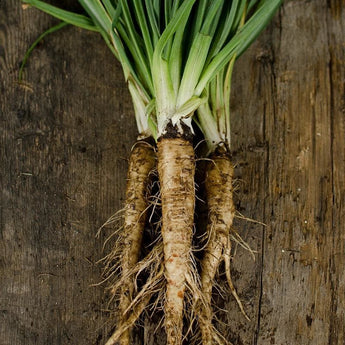 Mammoth Sandwich Island Salsify (Heirloom 120 Days) Vegetables