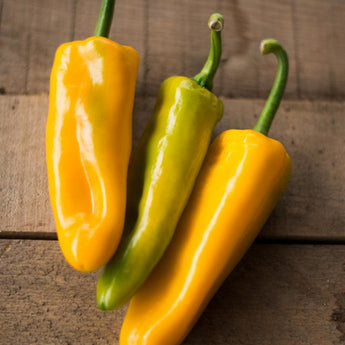 Marconi Golden Pepper (80-90 Days) - Vegetables