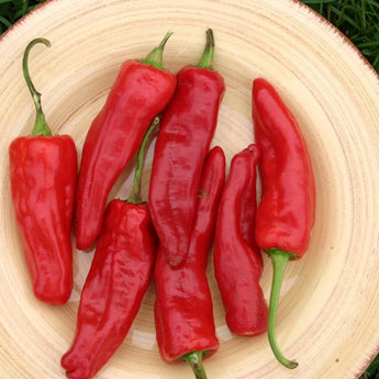 Marconi Red Pepper (80-90 Days) - Vegetables