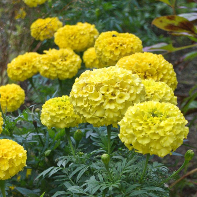 marigold flower images