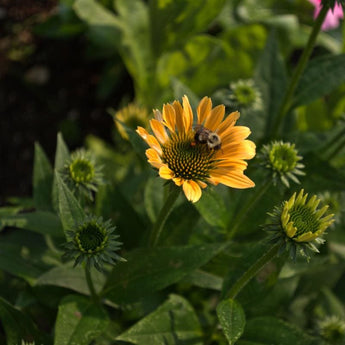 Mellow Yellow Echinacea - Flowers