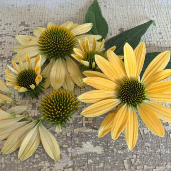 Mellow Yellow Echinacea - Flowers